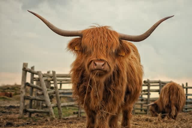a brown scottish highland cow stands on a farm