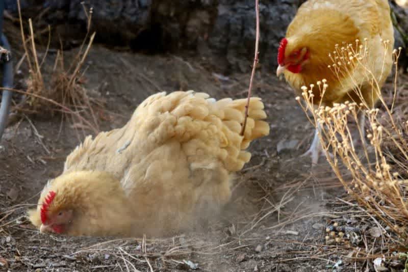 a light tan chicken in a dust bath while another watching