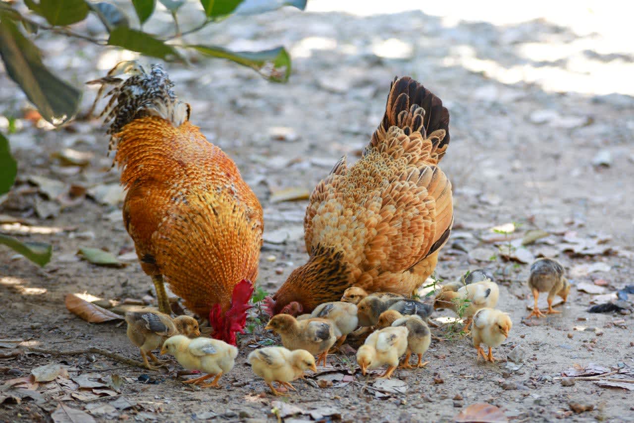 several baby chicks surrounding two hens foraging