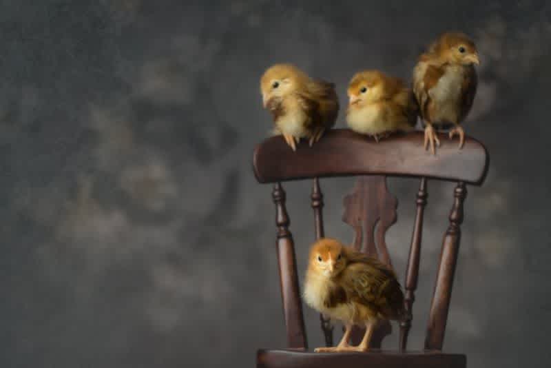 Three small yellow chicks perched on top of a wooden chair, looking down with another one standing on the chair's seat, looking forward with a grey background.