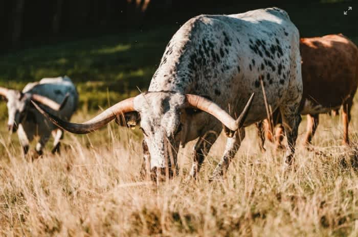 Two cows that have long horns and are white with black dots with a brown cow grazing grass