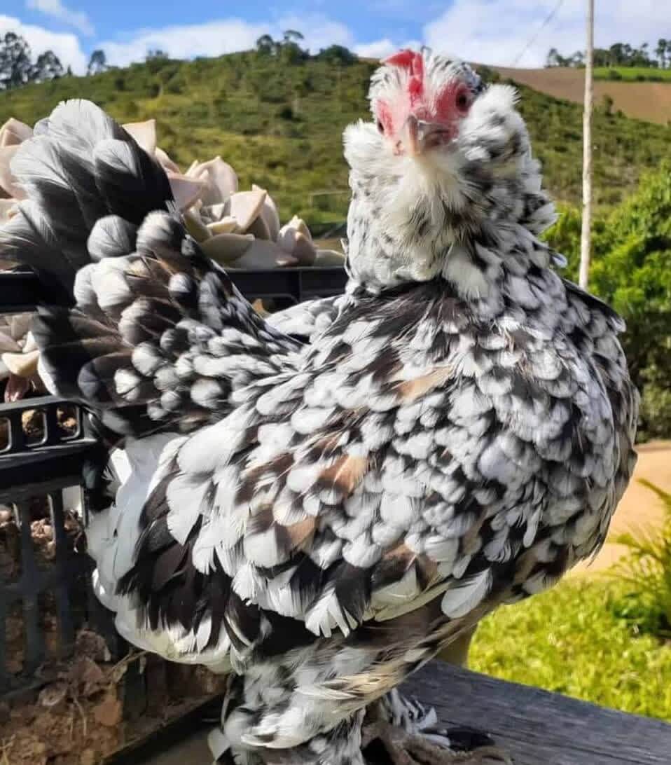 a white and black belgian d'uccle bantam chicken