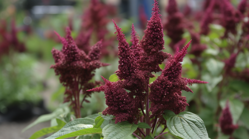 several amaranth plants outdoors