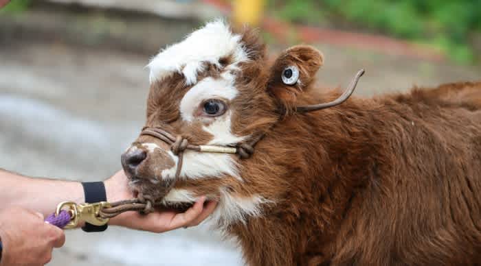 Brown and white mini highland cow on a leash getting its chin scratched by its owner