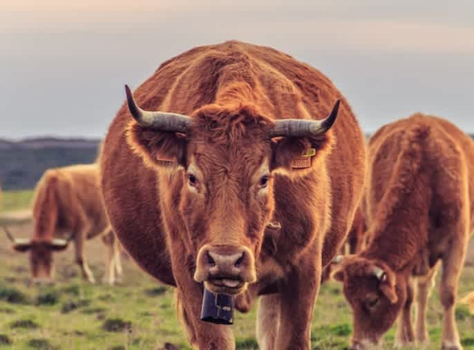 Three light brown cows with horns grazing in a field with one walking towards the camera