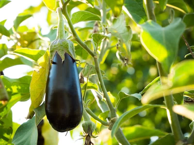 a single eggplant hanging from a stem