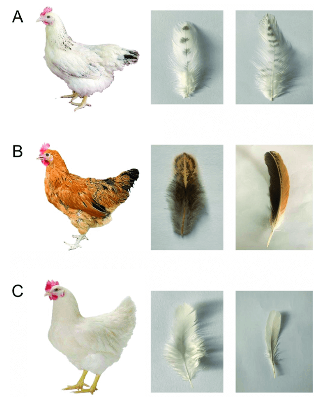 a chart of 3 hens showing difference in feather variations and colors