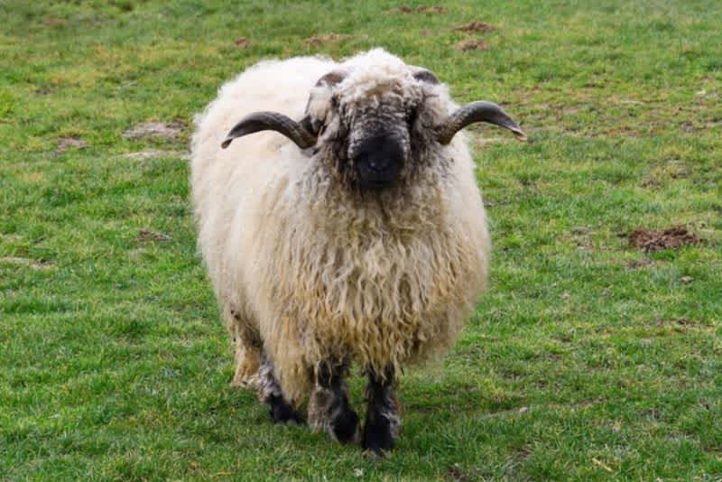 A Blacknose sheep standing on some grass outside.