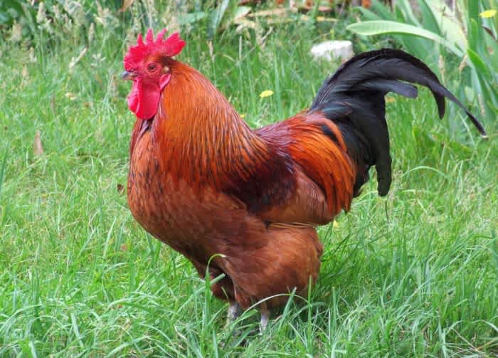 An orange Rhode Island Red Rooster with a black tail standing on green grass