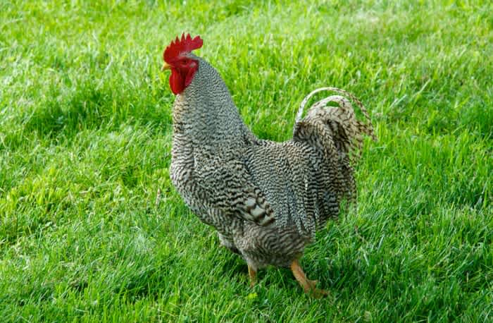 A black and white striped Barred Plymouth Rock Rooster standing on green grass