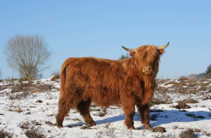 A brown mini highland cow standing on some snow outside on a sunny day