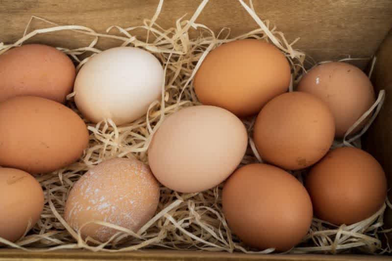 Brown eggs in a wooden nest on some hay