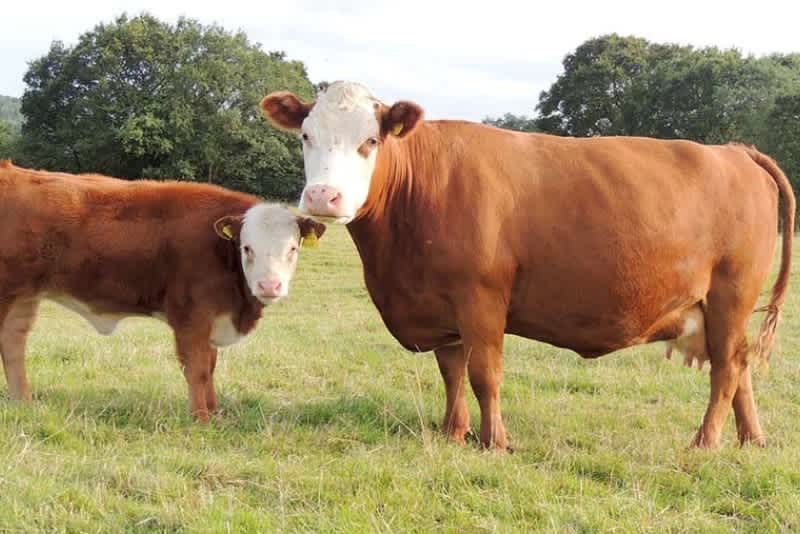 two miniature herefords stand next to each other