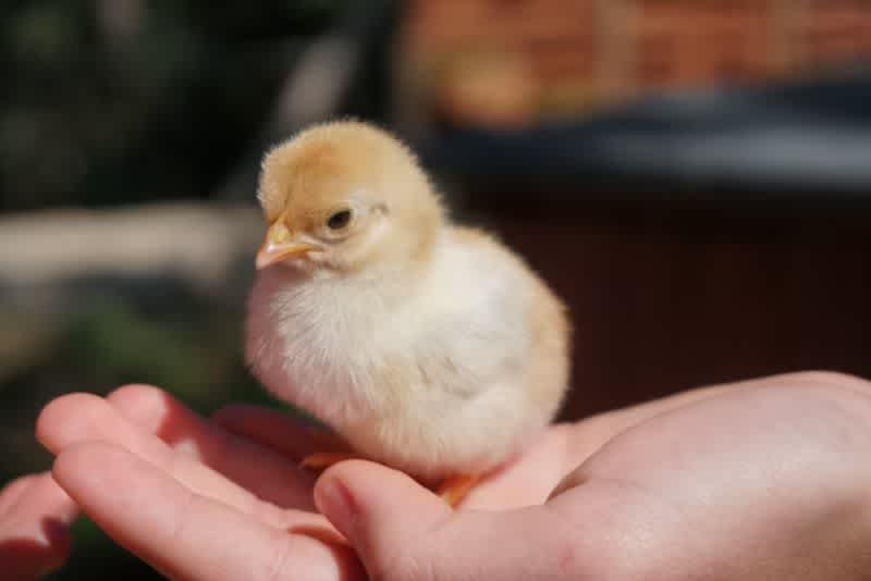 A baby chick in someone’s hand