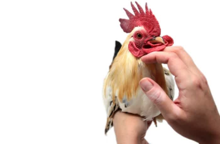 Individual holding a rooster and petting its chin with their hand