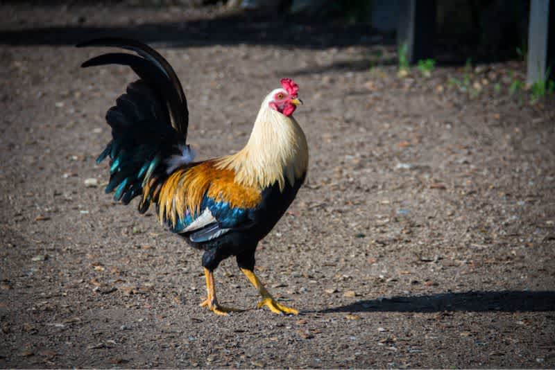 Rooster struts in farmyard.