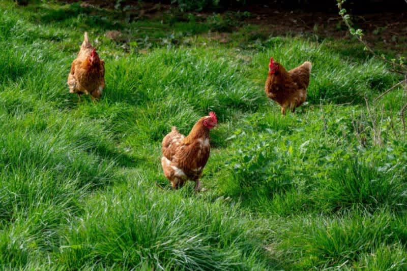 Three brown chickens roaming outside in a bright green field with long grass.
