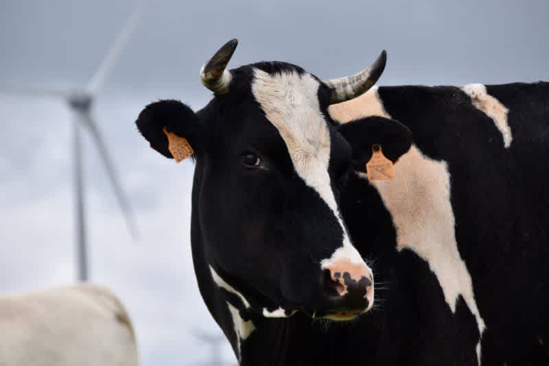 A black and white dairy cow with horns looking to the side.