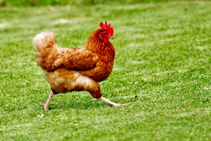 A chicken walks confidently across the green grass