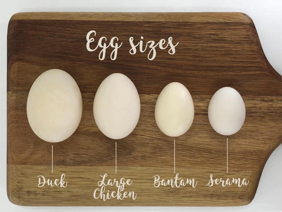 a diagram showing 4 egg types, ducks large chickens, bantam chickens and seramas