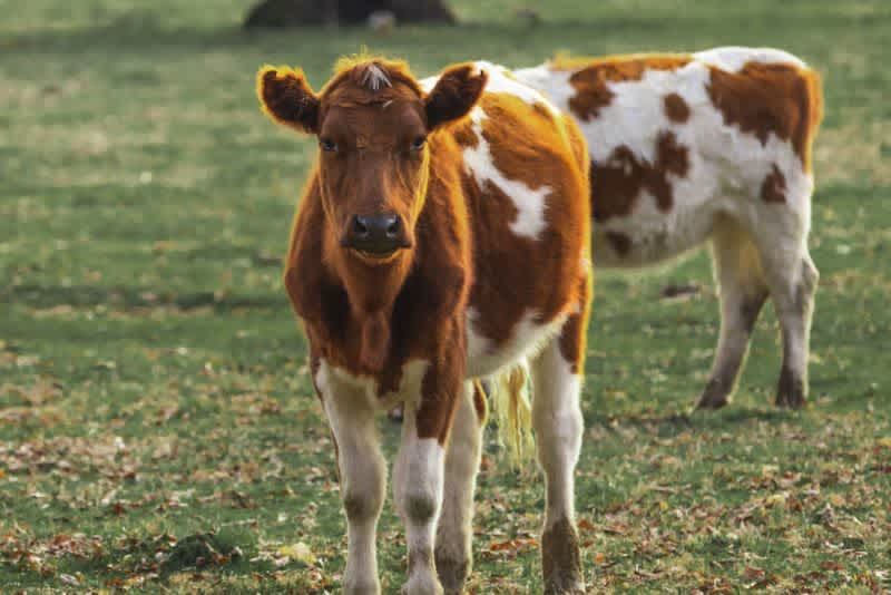 A brown and white steer standing on a field with another cow behind it.