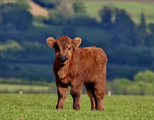 Brown mini highland cow standing outside on a green pasture