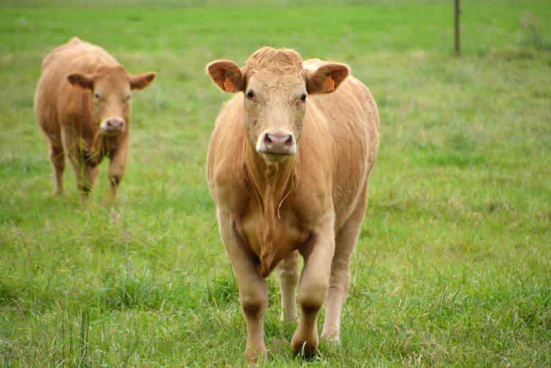 A brown cow walking on grass with another brown cow trailing behind.