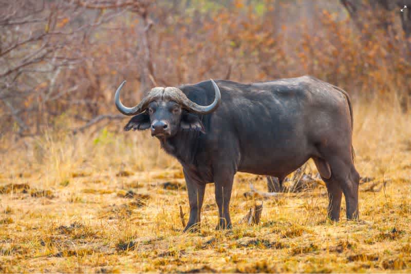 A black buffalo outside on dry grass.