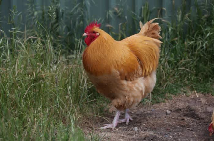 A light brown Buff Orpington Rooster standing on a patch of dirt next to some long green grass outside