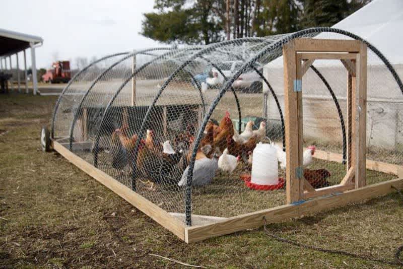 A hoop designed chicken tractor