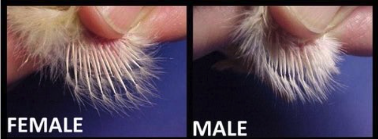 close up, side by side image of female vs male feather patterns