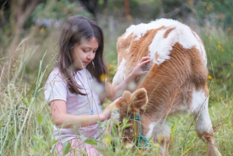 Young girl with brown hair sitting in some grass outside petting a fuzzy brown and white teacup mini cow