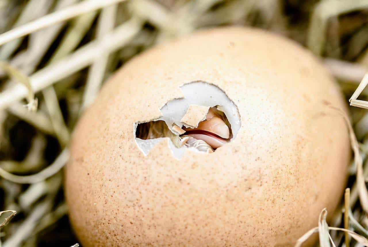 a small chicken beak poking through a hole in the egg