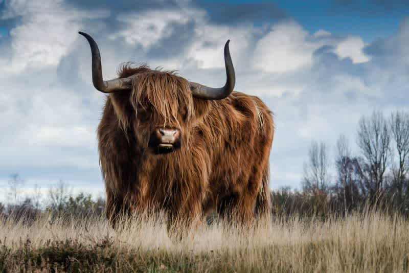 A highland bull standing on a pasture on a cloudy day.