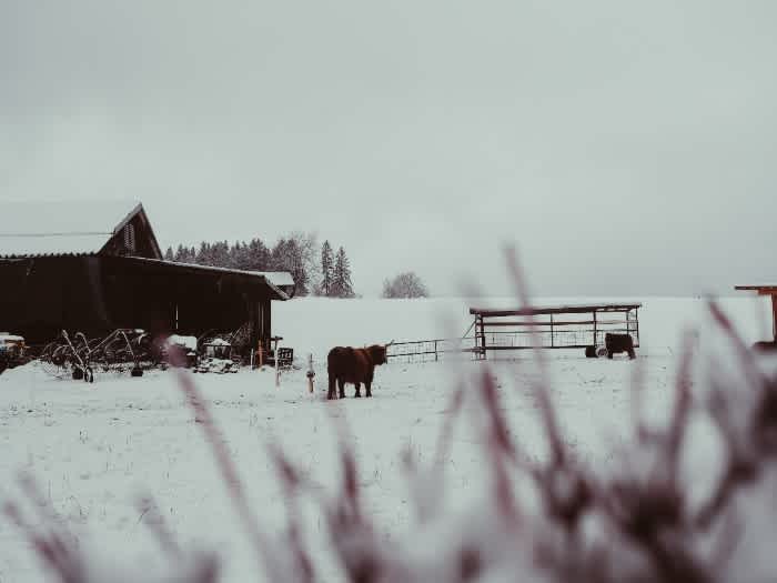 A snowy farm with a barn and a cow with a fence in the distance on an overcast day