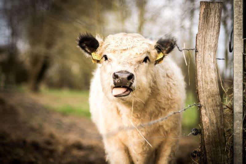 A white teacup mini cow with black ears sticking out its tongue outside next to a wire fence