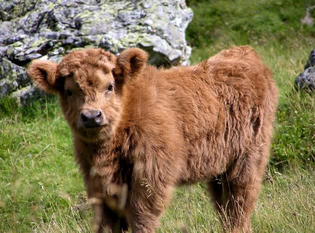 Fuzzy brown mini highland cow standing on some grass on a sunny day with a boulder behind them