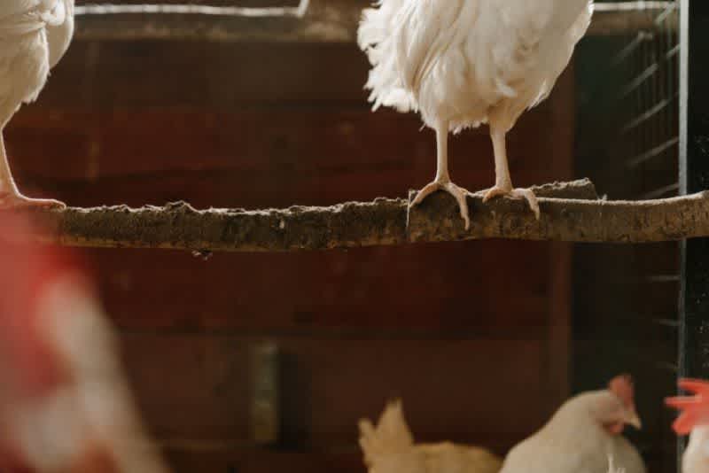 The feet of a white chicken roosting on a rustic branch inside a chicken coop surrounded by other white chickens.