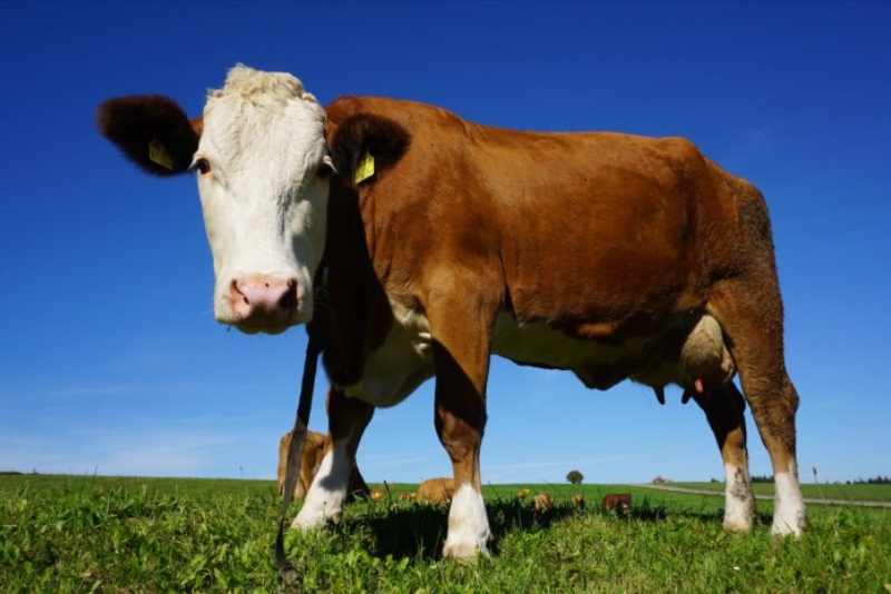 A brown and white cow standing on grass with a blue sky in the background