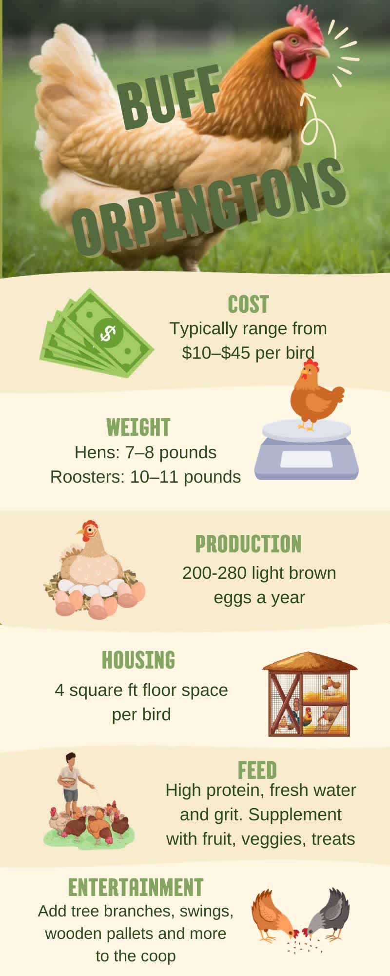 An infographic that explains how to care for buff orpington chickens