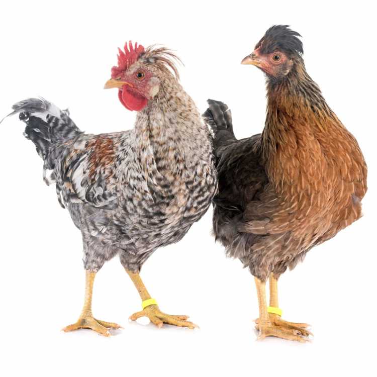 a pair of cream legbar chickens, one male, and one female next to one another
