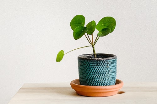 The Chinese Money plant has cute, flat leaves known to bring luck into your home. 