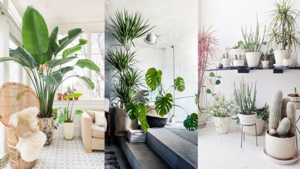 Adding plants to any space as tons of health and aesthetic benefits that will make you love your new co living space.