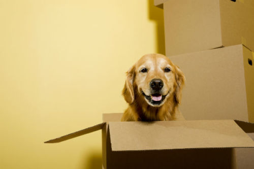 Alcove shares things to consider when moving with a pet.