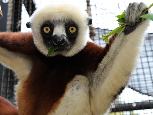 Escape the hustle of everyday life and visit cute lemurs at the Duke Lemur Center. 