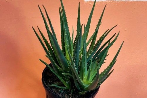 The Hedgehog aloe is a great plant for those who forget to water or travel away from home frequently. 