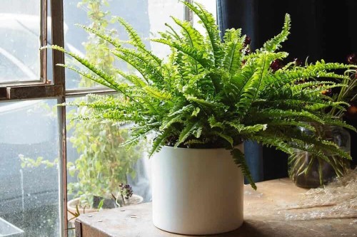 Boston ferns are pet-friendly and easy to care for.