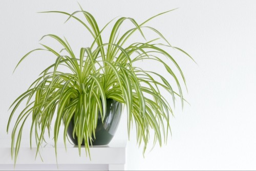 Spider plants are hardy and perfect for new plant owners.