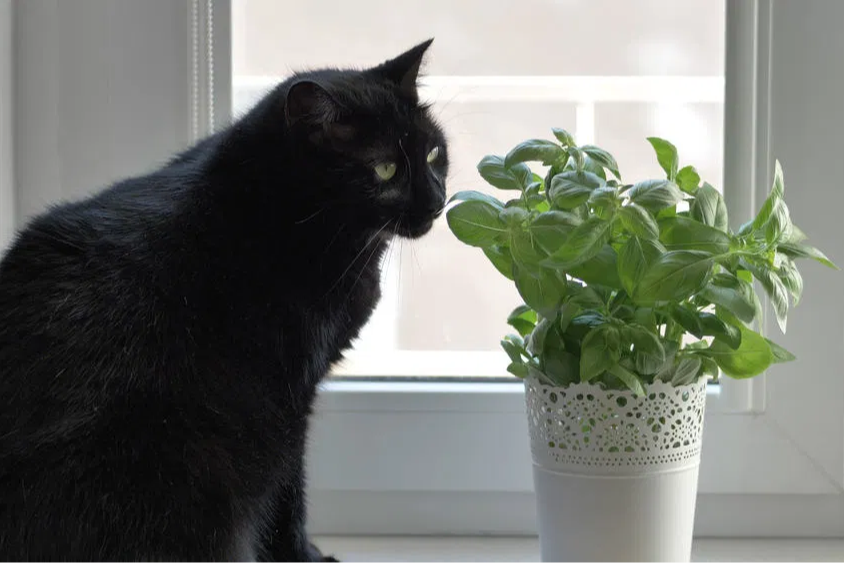 are basil plants poisonous to cats and dogs