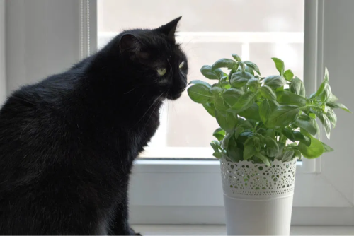 Basil is not only great for your indoor decor, but is a delicious herb that is safe for your pets to eat. 
